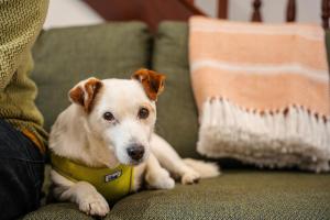 Alfies Little Townhouse