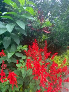 Pool Suite Finca El Remanso La Vega