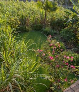 Monthly Apartment Cat & Fish - Tumbak Bayuh