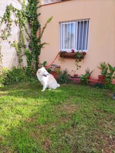 The Anex Reformado recientemente