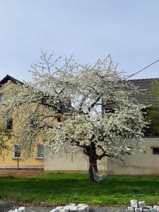 Ferienwohnung im sanierten Denkmal max 3 Personen FeWo1