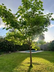 La Catalpa B&B - 卢汉德库约