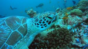 Paradise by Rashuthere Maldives