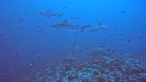Paradise by Rashuthere Maldives