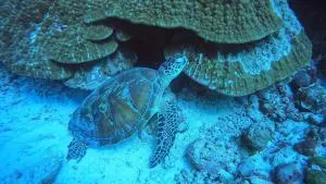 Paradise by Rashuthere Maldives - Rasdhoo