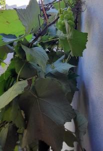 Casa da praia, Caraguatatuba