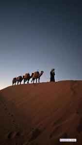 merzouga desert camp