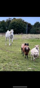 B&B / Chambres d'hotes Reve de Clarte : photos des chambres