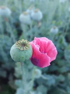 Fremdenzimmer Pehn - Eschabruck