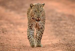 Yala Shenu Safari Inn & Budget Taxi Service