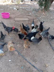 ferme jnane erroumane-settat