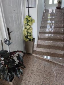Dalmati house 