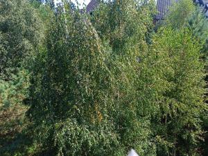 Forest Nest Divčibare