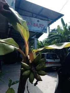 Homestay Bajet Tanah Merah Lily - Kampong Chabir