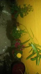 Mithu's Nest-Ur Holiday Abode - Pīlamedu