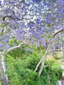 Green View Retreat Only 7 minutes to Terrigal Beach