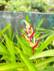 Mashi Home Stay