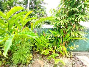 Mashi Home Stay
