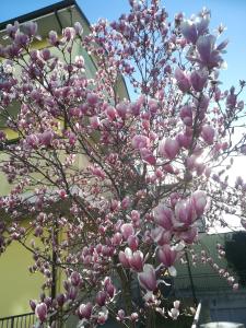 La Magnolia di Ravenna
