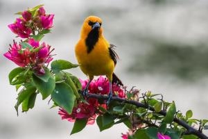 Villa Nuevo Amanecer Santa Verónica