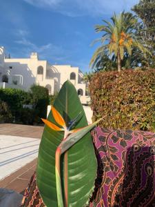 El Jardín de Sotogrande