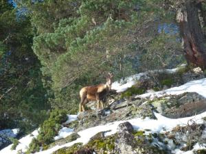 Appartement T2 4-6 pers à Cauterets, proche télécabine - FR-1-234-231