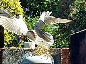 The White Cabin - Greerton