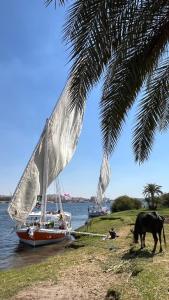 2nights Felucca aswan kOmObo