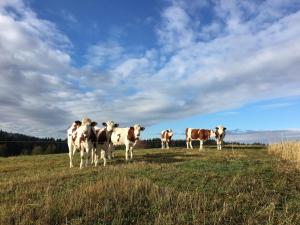 Appartements Gite La Petite Grange - En pleine nature ressourcement et randonnee : photos des chambres