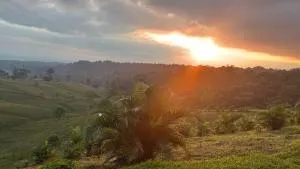 Refugio del Bosque - Guácimo