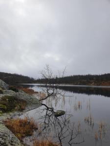 Koselig hytte på Beito