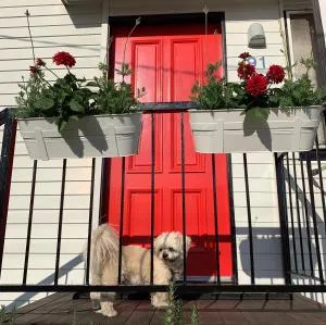 Family and pet friendly home in Brisbane - Albany Creek