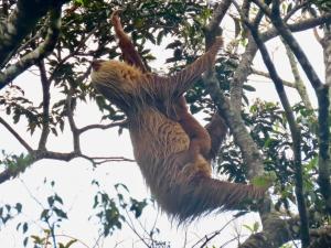 Monteverde Magic Mountain