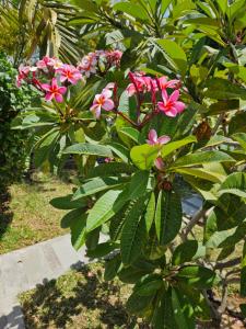 Casa Frangipani Mauritius