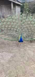 Greystones nawab 3 units A B C sleeps upto 14 ,15 buxton in peak park