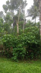 The wayside cottage Munnar