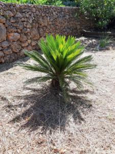 Apartment in Jelsa with terrace, air conditioning, Wi-Fi 4440-1