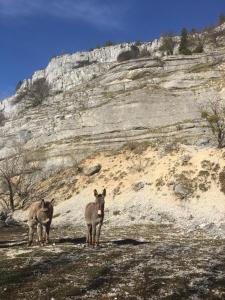 Appartements Gite rural La Grange en pleine nature a La Pesse : photos des chambres