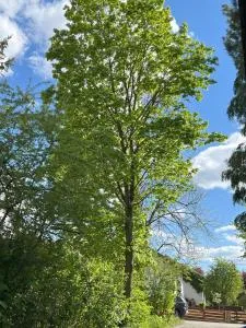 Turmfalke - Germaringen