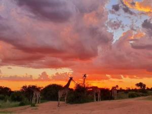 Zebula Golf and Wildlife Estate - Giraffe Plains Pax 4 - Moi Signature Luxury villa