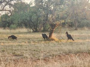 Mokaikai - The Great Buffalo