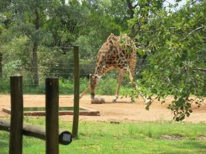 Mokaikai - The Great Buffalo