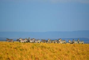Olgosua Homestay Maasai Mara