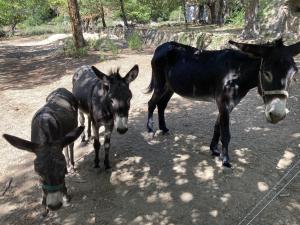 Villa Fontane Cottage