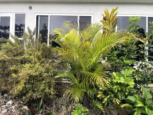 Spring Valley Vista, Ocean View Apartment Ocho Rios