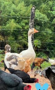 Pedacinho do céu Casa de sítio com lago para pesca