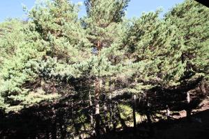 Appartements Residence Les Campanules - Studio pour 4 Personnes MAE-0534 : photos des chambres