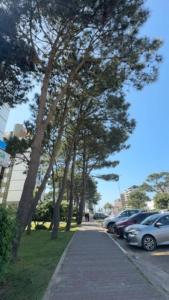 Luminoso mono a metros del Mar