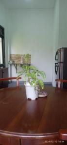 Sureka home stay
