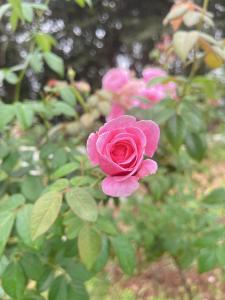 บ้านพอดีโฮมสเตย์ทองผาภูมิ -กาญจนบุรี